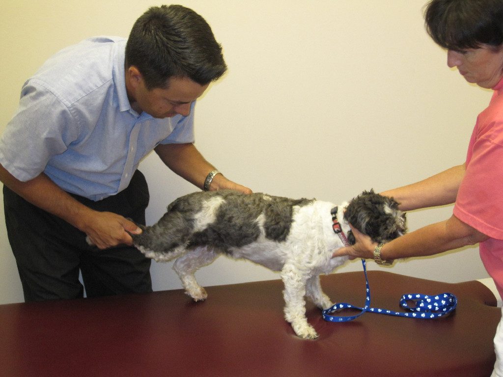 Dr. Ken giving a chiropractic adjustment to a small gray and white dog while its owner steadies it