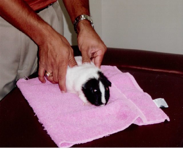 Dr. Ken gently adjusting a black and white guinea pig on a pink towel