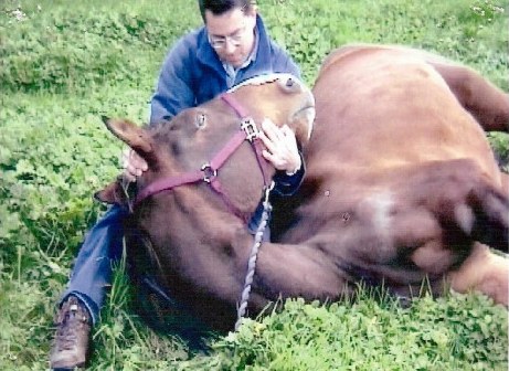 Dr. Ken working with a horse lying in a grassy field